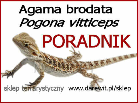 poradnik jak hodować agamę brodatą